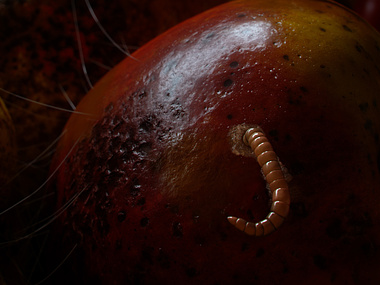 "Rotten" D2 Challenge Future of the fruit