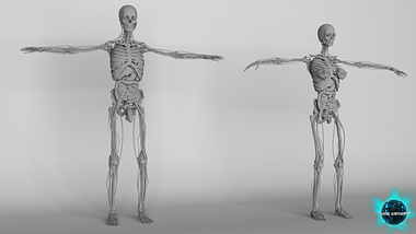 Human Anatomy - 3D