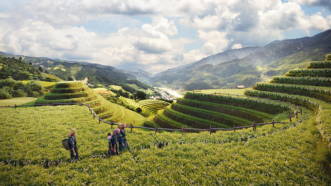 Rice fields in Vietnam. FullCG
3ds Max, Corona Renderer, Itoo Forest Pack, Rail Clone, Quixel Megascans, and Adobe Photoshop