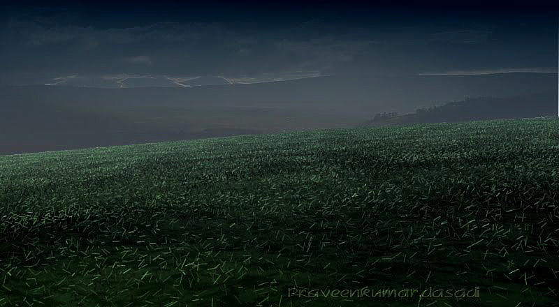 grass field at night