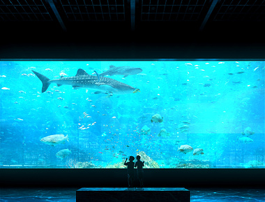 The aquarium