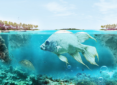 da big fish in maldives