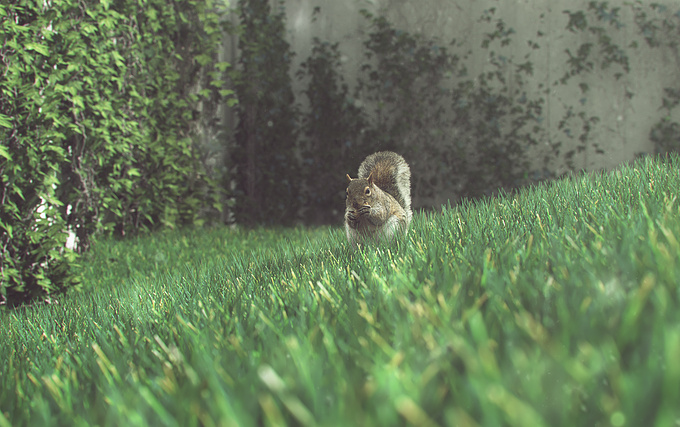 Scene_avs - http://
Backyard,  
close up shots of my latest project,  main scene was fully modeled on 3ds max and using ivy generator + itoo forest for the grass.  
the squirrel IS A 2D Photo added on photohop