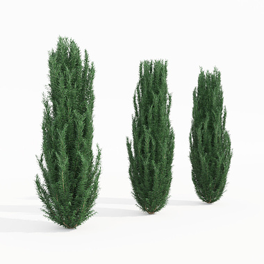FREEBIES - 3 free models of fir trees (yew trees)