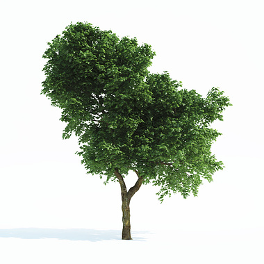 FREEBIES - common tree (3d max 2010 and fbx)