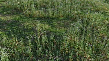 Meadow herbs: verbena and bluegrass (June) 3d animated lawn